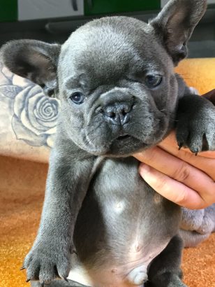 Francuski buldog sivi