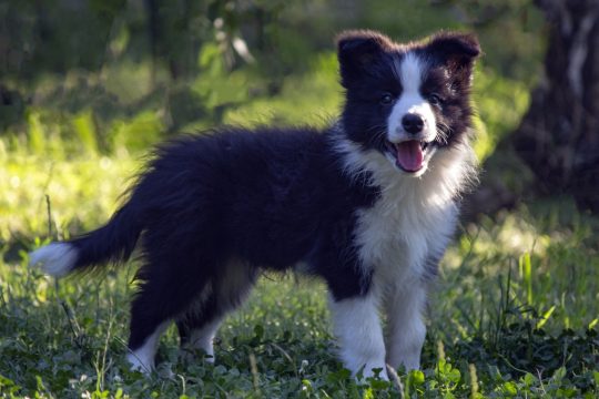 Border Collie-Border koli štenad