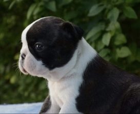 Prelepi štenci BOSTON terijera