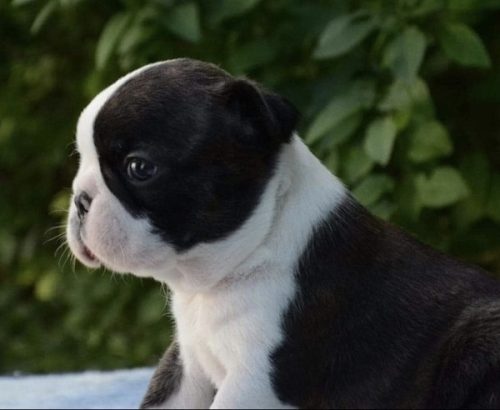 Prelepi štenci BOSTON terijera