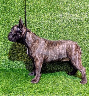 FRANCUSKI BULDOG – žensko štene