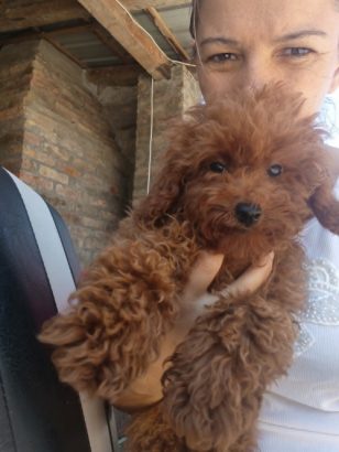 Crvena toy pudla