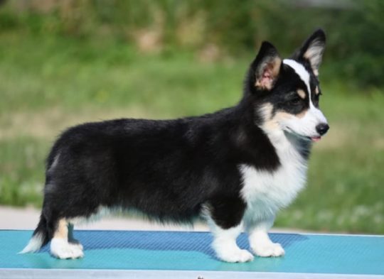Velški korgi/Welsh Corgi Pembroke