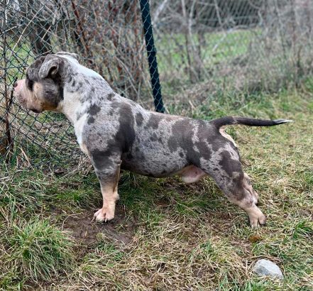American bully pocket mužjak i ženka na ...