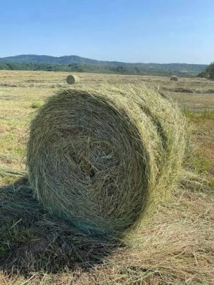 Seno lucerke ekstra kvaliteta