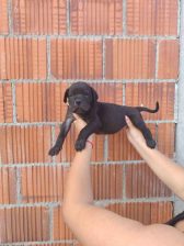 Cane Corso štenci