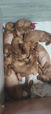Mađarska vižla štenci