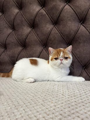 Egzotični kratkodlaki mačići (Exotic Shorthair)