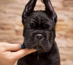 Cane Corso Kane Korso NOVO LEGLO