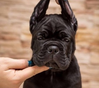 Cane Corso Kane Korso NOVO LEGLO