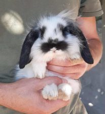 Predivni patuljasti kunići