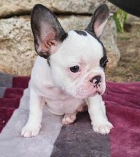 Merle francuski buldog štenci