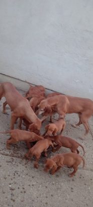 Madjarska Vizla stenci na prodaju