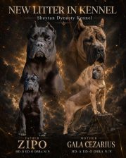 Cane Corso prelepi štenci