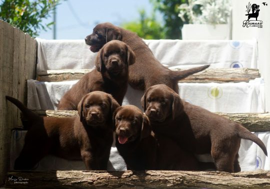 Čokoladni Labrador Retriver štenci