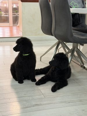 Štenci velike kraljevske pudle
