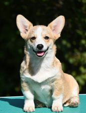 Velski korgi/Welsh Corgi Pembroke štenci