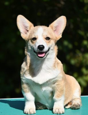 Velski korgi/Welsh Corgi Pembroke štenci