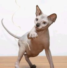 Sphynx mačići
