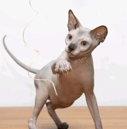 Sphynx mačići