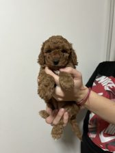 Aprikot Pudla prelepi štenci