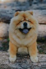 Chow Chow – dostupan za parenje