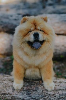 Chow Chow – dostupan za parenje