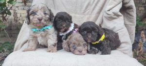 Maltipu – Maltipoo prelepi štenci