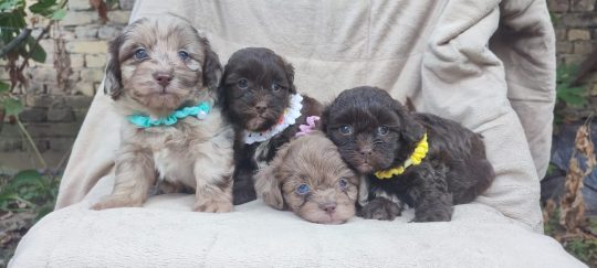 Maltipu – Maltipoo prelepi štenci