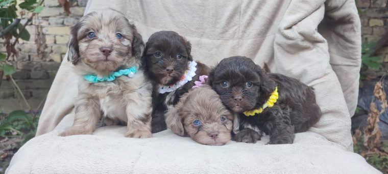 Maltipu – Maltipoo prelepi štenci