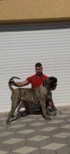 Presa Canario ženka