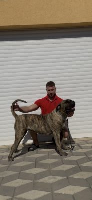 Presa Canario ženka