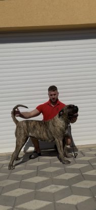 Presa Canario ženka